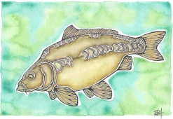 EBH Arts Vis Poster Carp (Ingelijst)