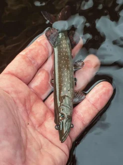 Fox Rage Ultra-Realistic Pike Replicant Swimbait 20cm (80g)