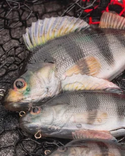 Fox Rage Ultra-Realistic Perch Replicant Swimbait 10cm (22g)